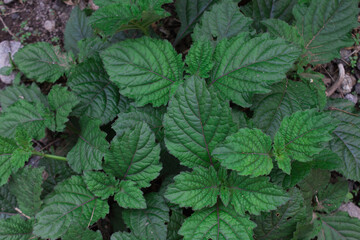 leaves in the garden