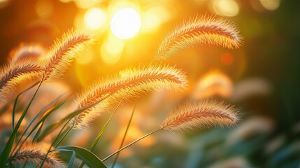 Wall Mural - A field of tall grass with the sun shining on it