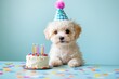 © Bargais - A small, fluffy dog wearing a colorful party hat. Birthday cake with candles.
