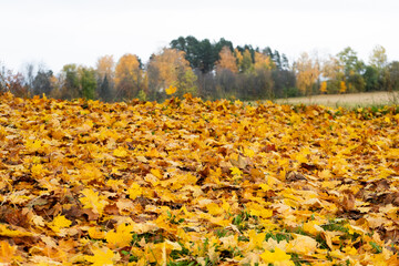 Close-up of autumn leaves