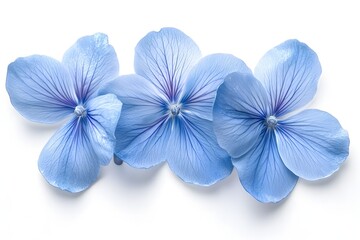 Wall Mural - Blue flowers