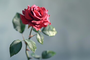 Beautiful red rose isolated on white