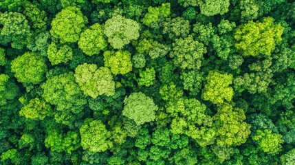 Wall Mural - Aerial View of Lush Green Forest Canopy