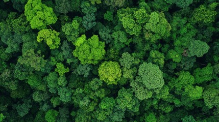 Wall Mural - Aerial View of Lush Green Forest Canopy