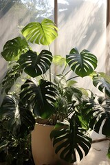 Aufkleber - A lush monstera plant with large, glossy leaves is thriving in a bright indoor space, illuminated by soft, warm sunlight streaming through a window