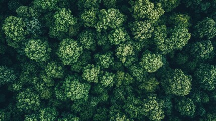 Wall Mural - Aerial View of Lush Green Forest Canopy