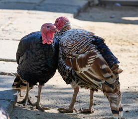 domestic bird turkey outdoors on a summer day