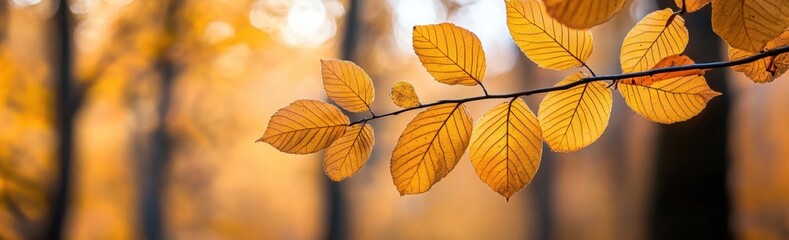 Wall Mural - autumn forest with yellow leaves in the park, panoramic banner with copy space area for text and des