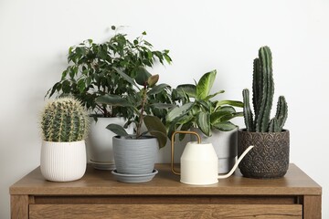 Wall Mural - Watering can and beautiful houseplants on wooden chest of drawers indoors