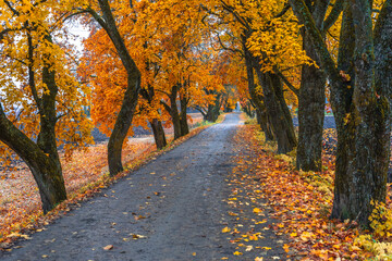 Wall Mural - Stabualleen Alley with maple trees in fall, Toten, Norway.