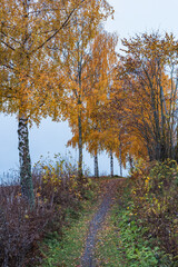 Wall Mural - a rural path in fall