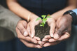 © JordaanExams/peopleimages.com - Business, group and hands with plants in soil for sustainability, eco friendly investment and earth day. Growth nurture, sprout support and people with charity project for environment responsibility