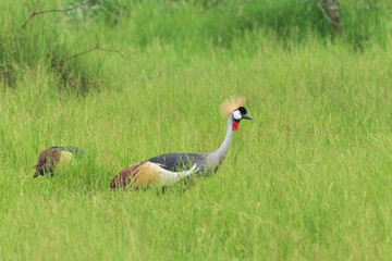 Wall Mural - Grey crowned crane (Balearica regulorum)