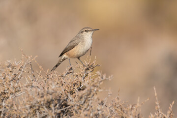 Wall Mural - A Rock Wren sits on top of a prickly desert bush in morning sunshine facing to the camera right with an out of focus background of muted colors that match the coloring of the bird and bush.