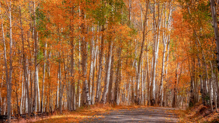 Wall Mural - Panoramic view of scenic autumn drive through colorful Aspen trees