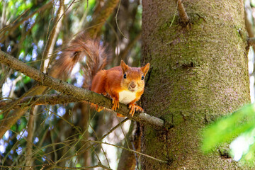 A squirrel balances on a tree branch in a verdant forest, surrounded by foliage. Its bright orange fur contrasts against the greenery, capturing the essence of a sunny afternoon.