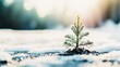 © Alice - A tiny evergreen emerges from a snowfield amidst a warm forest afternoon