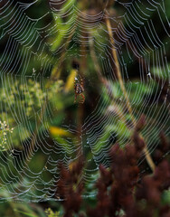 spider web with dew drops
