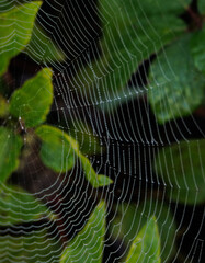 spider web with dew