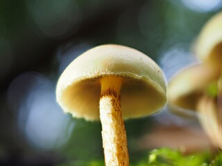 Pilz im Wald als Makro mit unscharfem Hintergrund