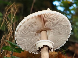 Pilz im Wald als Makro mit unscharfem Hintergrund