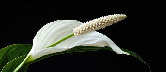 Decorative Flower Spathipyllum Peace Lily Beautiful Flower White Lily