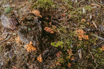 A large group of mushrooms in orange and brown tones next to a tree nest