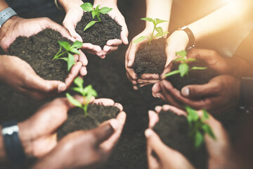 People, group and hands with sprout in soil for sustainability, eco friendly charity project or climate change hope. NGO volunteer team, plant growth or ecology outdoor for environment accountability