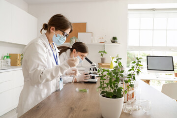 Female scientists working with Petri dish and microscope at table in laboratory