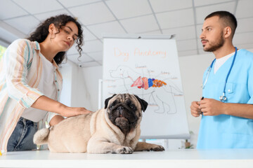 Wall Mural - Cute pug dog with owner lying on table at veterinary clinic, closeup