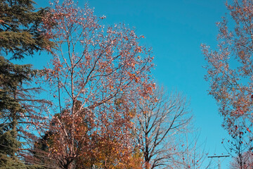 Tree in autumn