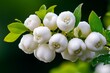 © Sanchai - A Snowberry bush in autumn, with white berries glistening in the early morning frost