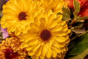 Full frame macro abstract texture background of an indoor floral arrangement, featuring yellow gerbera daisies