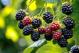 A bush of Rubus Fruticosus (Blackberry) covered with ripe, glossy blackberries, with clusters of berries and green leaves catching the light