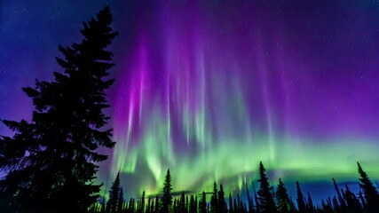 purple and green aurora northern lights over tree line
