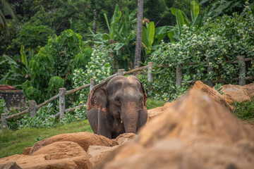 dry subtropical landscape on an island. A family of elephants is looking to cool off by a river right next to a village. Small herd at the elephant orphanage, Pinnawela, Sri Lanka, Asia