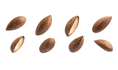 brazil nut isolated on white background