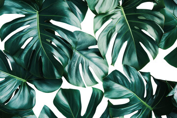 Wall Mural - Tropical leaves with interesting textures  on isolated on transparent and white background.PNG image,