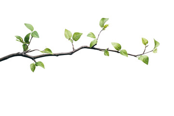 tree branch with leaves isolated on transparent background,png image.