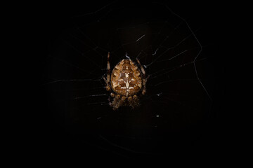 Cross spider, or Cross orbweaver, female, back view