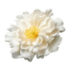 flying white flower isolated on transparent background cutout