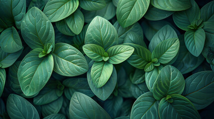 A close up of green leaves with a wet look. The leaves are arranged in a way that they are overlapping each other