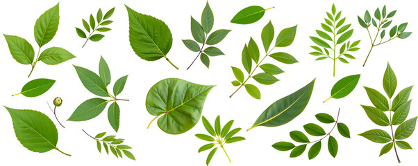 Wall Mural - Green Leaf Collection: A vibrant assortment of fresh green leaves, showcasing diverse shapes and textures, perfect for design projects needing a natural touch.