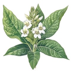 Wall Mural - White Flowers and Green Leaves of a Tropical Plant.