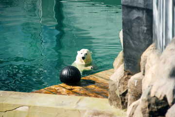 A polar bear eats red fish