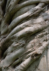 The surface of stem the big tree texture use as natural background and wallpaper. Light and Shadow, Space for text, Selective focus.