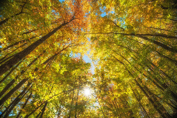 Wall Mural - Into the autumn forest.