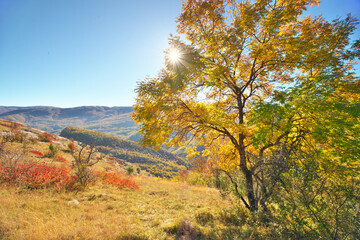 Wall Mural - Autumn tree in mountain