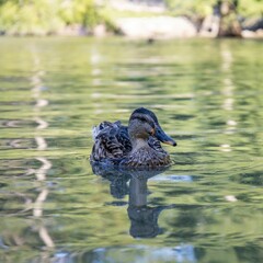 Close-up of a duck swimming on a calm pond with reflections of trees in the water