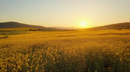 Vibrant yellow fields under a clear sky showcasing nature s beauty and agricultural landscapes